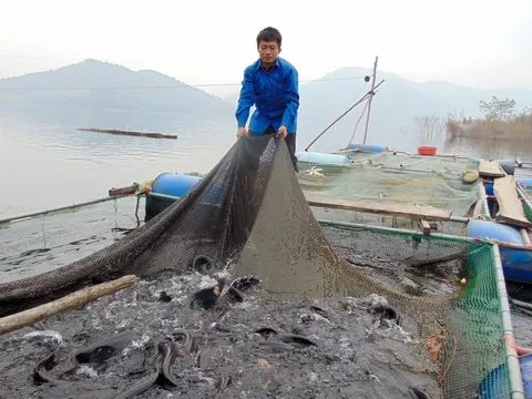 Nghệ An: Nuôi cá lồng trên lòng thủy điện, nhiều hộ đồng bào DTTS thoát nghèo