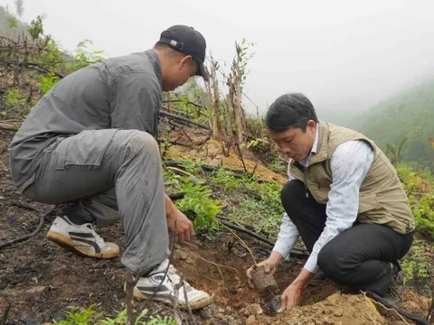 Đà Nẵng trồng 20.000 cây gỗ lớn phủ xanh rừng, nâng cao chất lượng cuộc sống nhân dân