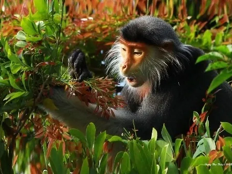 Bảo vệ hệ sinh thái trên bán đảo Sơn Trà