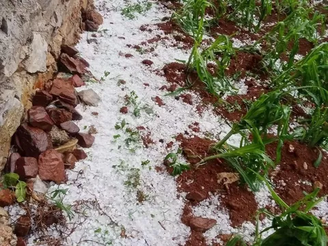 Cao Bằng xuất hiện mưa đá gây thiệt hại cho cây trồng