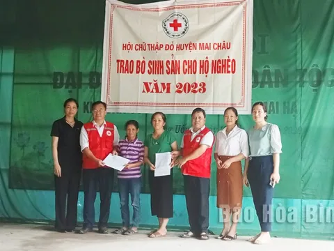 Hoà Bình: Trao 3 con bò giống cho hộ nghèo tại huyện Mai Châu