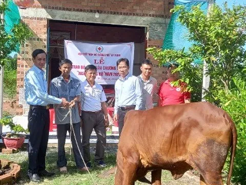 Trao bò sinh sản - giúp hội viên có hoàn cảnh khó khăn phát triển kinh tế