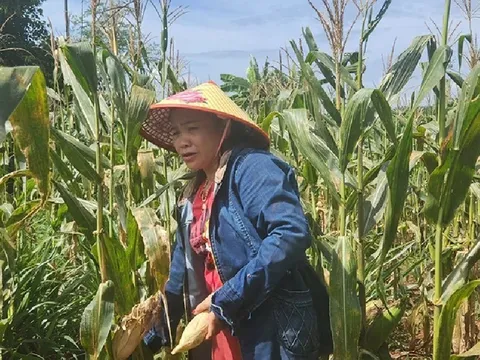 Vợ chồng U-60 hơn 70 lần hiến máu