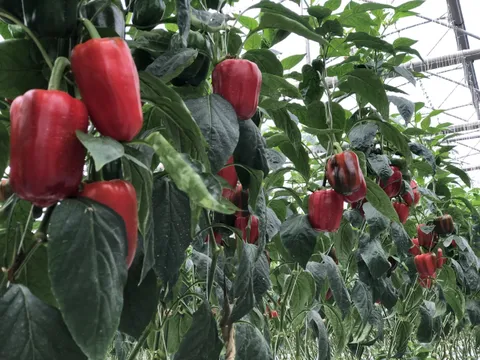 Bật mí về loại ớt không cay, giàu vitamin C hơn cả cam