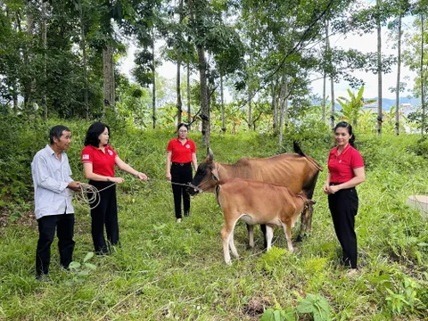 Quảng Nam: Hơn 302 nghìn lượt người được hỗ trợ qua công tác Chữ thập đỏ