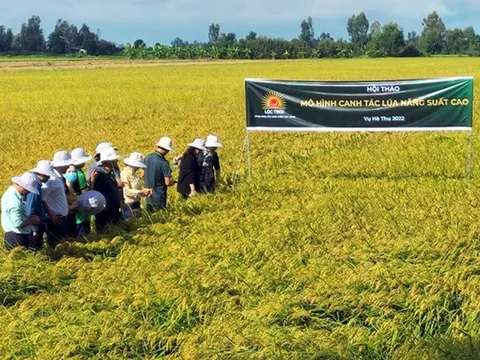 Lộc Trời tuyên bố đã hoàn tất thanh toán tiền lúa cho nông dân, chủ động tái cấu trúc tài chính