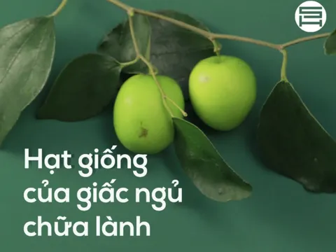 Ngủ ngon, ngủ sâu: Bí quyết từ hạt táo ta