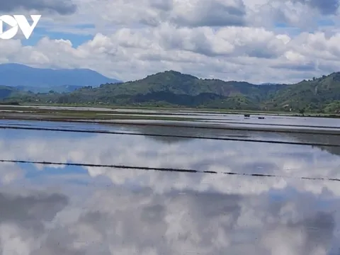 650 ha cây trồng bị ngập úng sau nhiều ngày mưa lớn