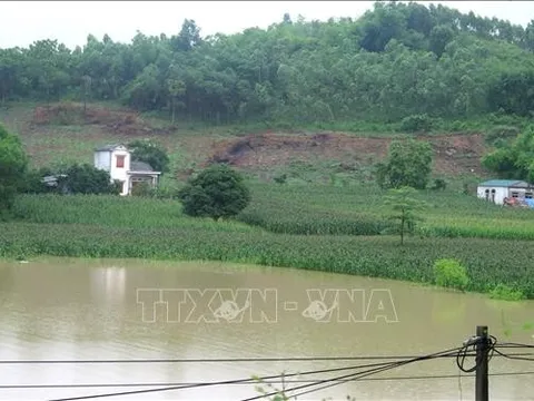Tuyên Quang: Hơn 540 ha cây trồng bị ảnh hưởng do mưa lớn trên diện rộng