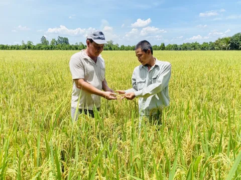 Giá phân bón neo cao, nông dân thua lỗ, doanh nghiệp lãi khủng!