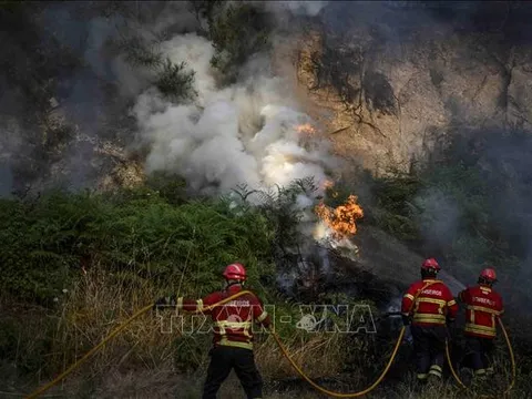 Nắng nóng kỷ lục gây cháy rừng ở nhiều nước châu Âu