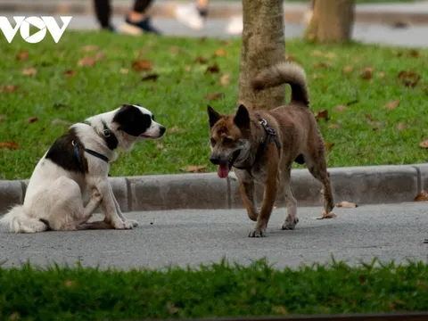 Từ vụ chó pitbull cắn chết bé trai 8 tuổi: Đừng để những quy định chỉ trên giấy