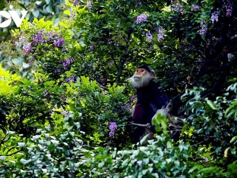 Chủ động giám sát bệnh đậu mùa khỉ trên động vật hoang dã