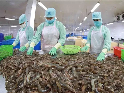 Doanh nghiệp bớt 'gánh nặng' khi quy định kiểm dịch thủy sản nhập khẩu thay đổi