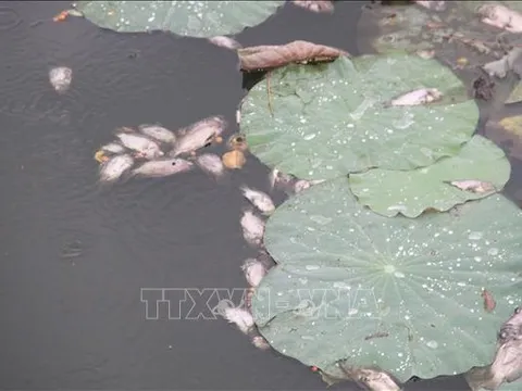 Bình Định: Nguyên nhân cá chết tại hồ sinh thái Bàu Sen là do sốc nhiệt