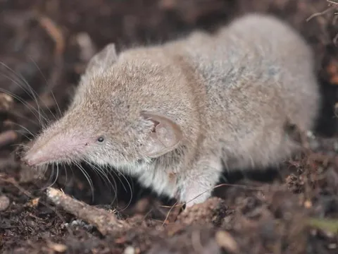 Loại virus mới phát hiện ở Trung Quốc nguy hiểm như thế nào?