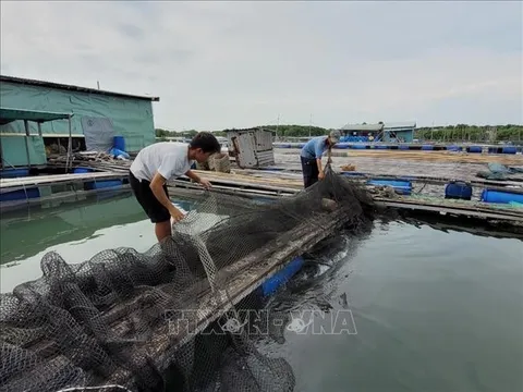 Kinh nghiệm nuôi thủy sản an toàn trong mùa mưa bão
