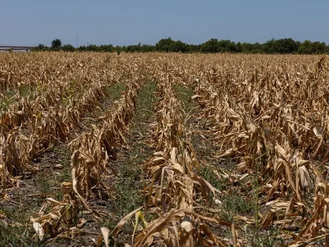 Hạn hán khắp thế giới gióng chuông cảnh báo về nạn đói toàn cầu