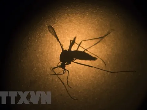 Lào thử nghiệm sử dụng muỗi mang vi khuẩn Wolbachia để kiềm chế dịch sốt xuất huyết