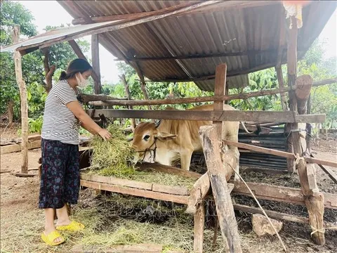 Nâng cao hiệu quả vốn tín dụng hướng đến đồng bào