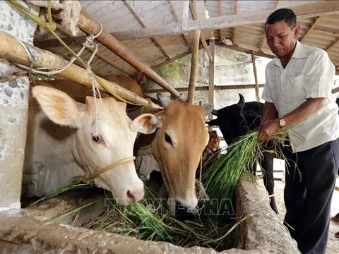 Có 6 địa phương đã ban hành chuẩn nghèo cao hơn chuẩn nghèo quốc gia