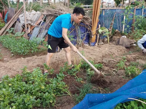 Ám ảnh rau bẩn, người Hà Nội thuê vườn, cải tạo đất hoang trồng rau sạch