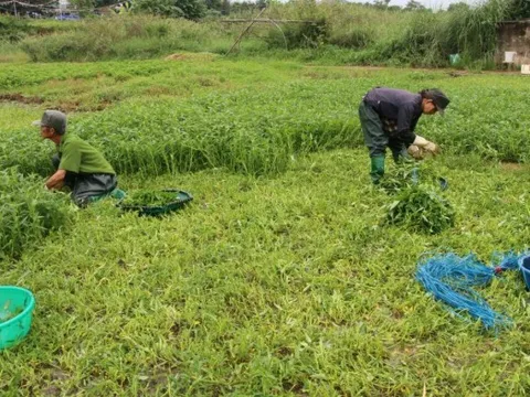 Vườn rau lớn nhất Đà Nẵng tất bật thu hoạch chạy bão Noru