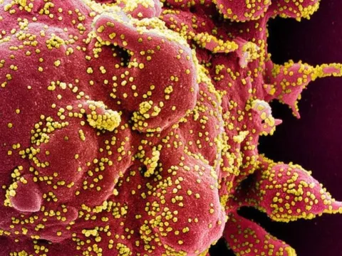 Biến thể mới của Omicron có khả năng ‘phá rào’ miễn dịch mạnh chưa từng thấy