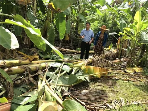 Voi rừng thường xuyên xuất hiện tại khu dân cư ở Đồng Nai