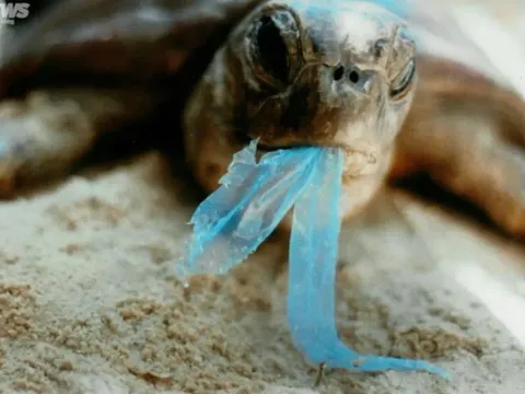 Rác thải nhựa - nỗi ám ảnh của sinh vật biển