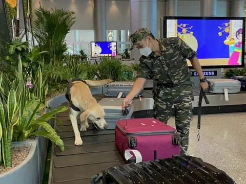 Nhiều chiêu mới ngụy trang ma túy qua đường hàng không