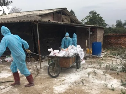 Nguy cơ cúm gia cầm lây sang người hiện nay cao đến đâu?