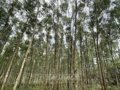 Trồng rừng gỗ lớn chống biến đổi khí hậu, mang lại hiệu quả kinh tế cao