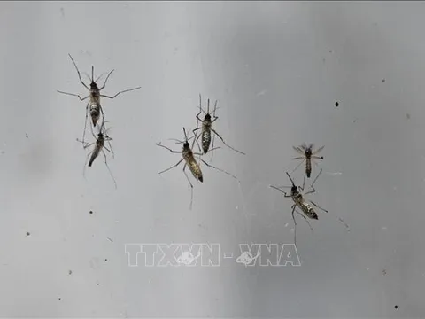 Cảnh báo về bệnh viêm não Nhật Bản ở người và vật nuôi tại Australia