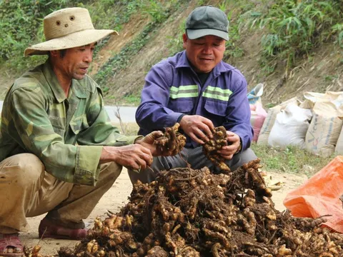 Trưởng bản giúp dân thoát nghèo