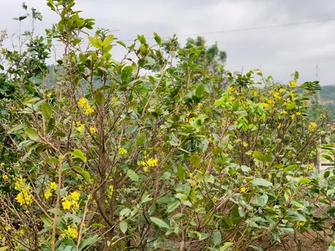 Người dân thấp thỏm vì hoa mai nở trước tết cả tháng