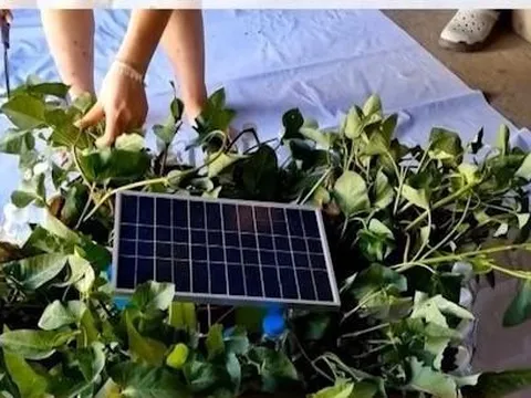 Nhóm học sinh làm bè trồng cây thủy sinh từ chai nhựa lọc nước ô nhiễm