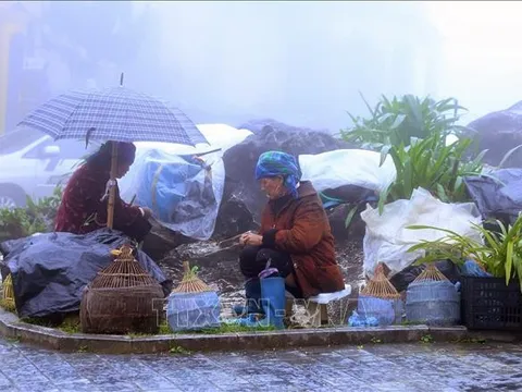 Chủ động ứng phó với rét hại, băng giá và sương muối