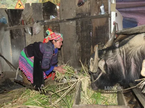 Chủ động triển khai các biện pháp ứng phó rét đậm, rét hại