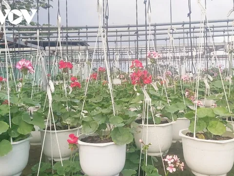 Nông dân Đà Nẵng tất bật vụ hoa Tết