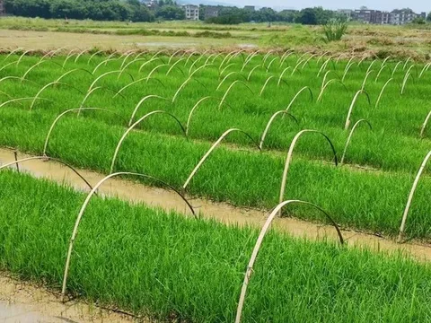 Trung Quốc phát triển giống lúa lai kỳ lạ: Gieo trồng một lần thu hoạch trong nhiều năm