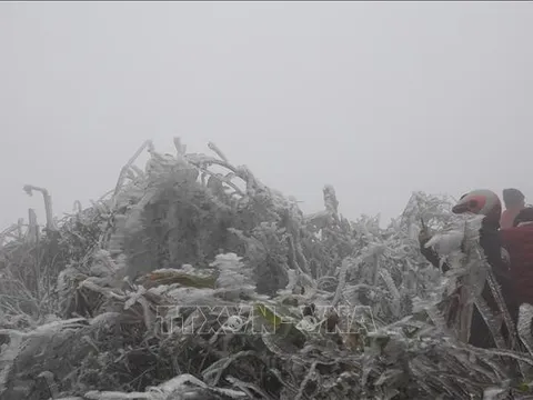 Không khí lạnh tăng cường, vùng núi đề phòng băng giá và sương muối