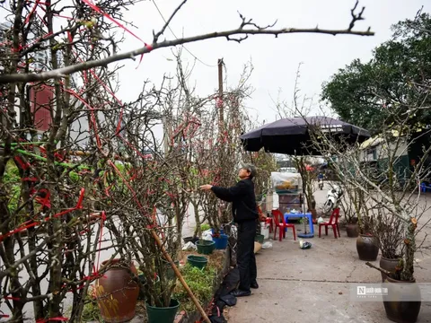 Hoa rừng xuống phố Hà Nội, giá cao vẫn hút khách sắm Tết sớm