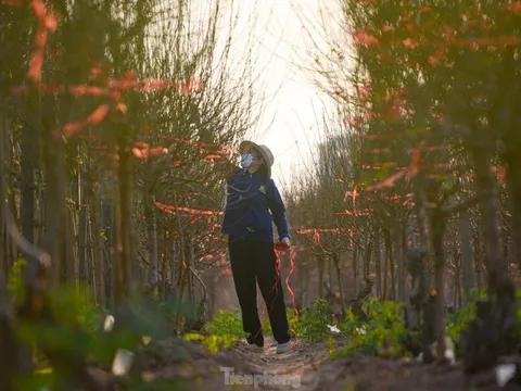 Đào nở sớm, bắt đầu xuống phố đón Tết Dương lịch