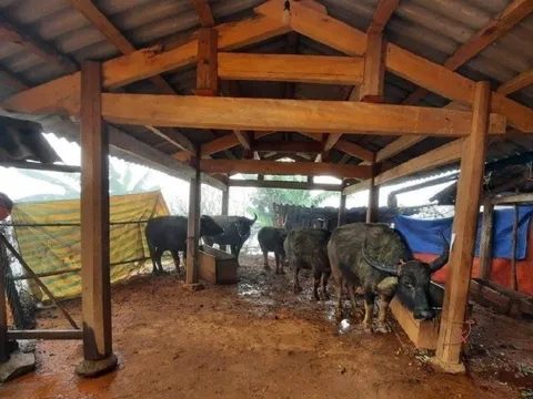 Vùng cao Sơn La chủ động phòng, chống rét cho cây trồng, vật nuôi