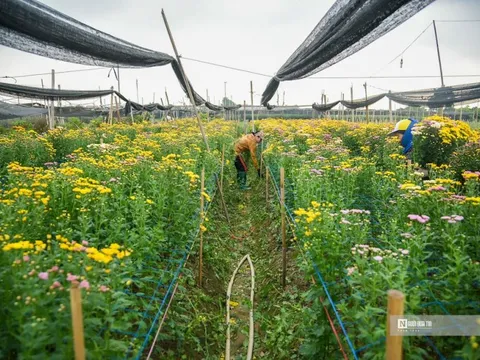 Hoa Tây Tựu đắt khách, hàng không đủ bán Tết