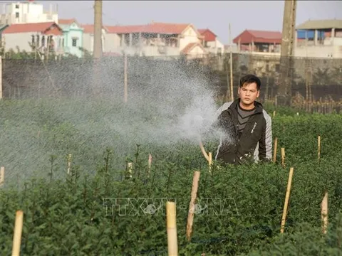 Làng hoa truyền thống Hà Nội vào vụ Tết