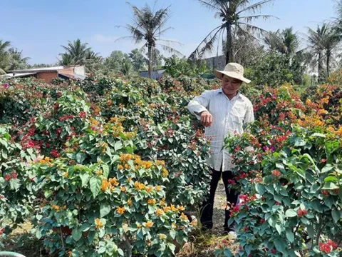 Bến Tre: Tập trung phát triển nghề trồng hoa, cây kiểng