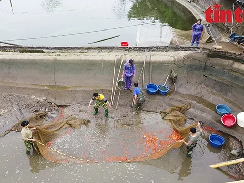 Làng cá chép đỏ Thủy Trầm nhộn nhịp dịp tiễn ông Táo về trời