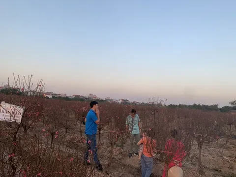 Làng đào Đình Bảng tấp nập người mua đón Tết Quý Mão